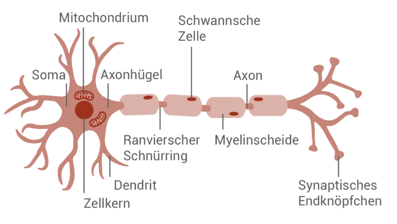 Illustration einer Nervenzelle mit beschrifteten Teilen wie Axon, Dendriten und Zellkern.